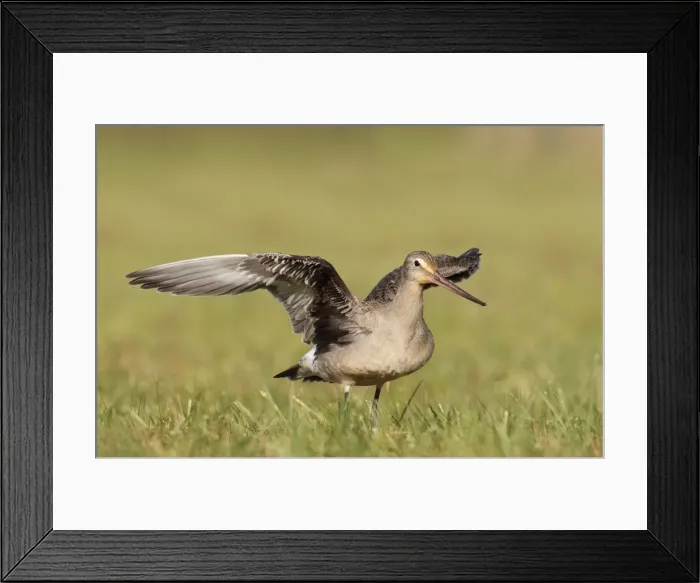 Framed Print : Picture No. 10878220 Framed Print : Picture No. 10878220