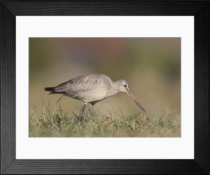 Framed Print : Picture No. 10878224 Framed Print : Picture No. 10878224