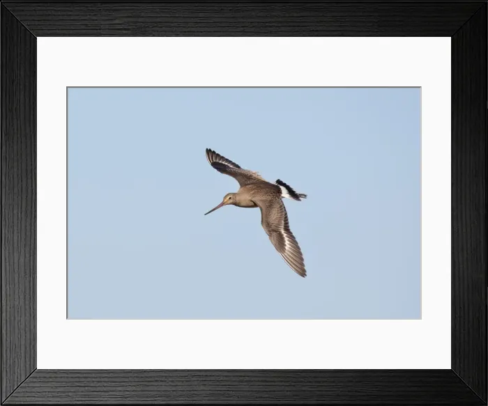 Framed Print : Picture No. 10878226 Framed Print : Picture No. 10878226