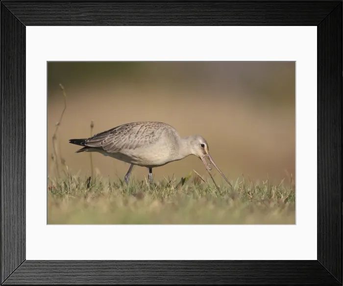 Framed Print : Picture No. 10878225 Framed Print : Picture No. 10878225