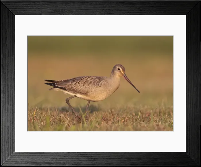Framed Print : Picture No. 10878221 Framed Print : Picture No. 10878221