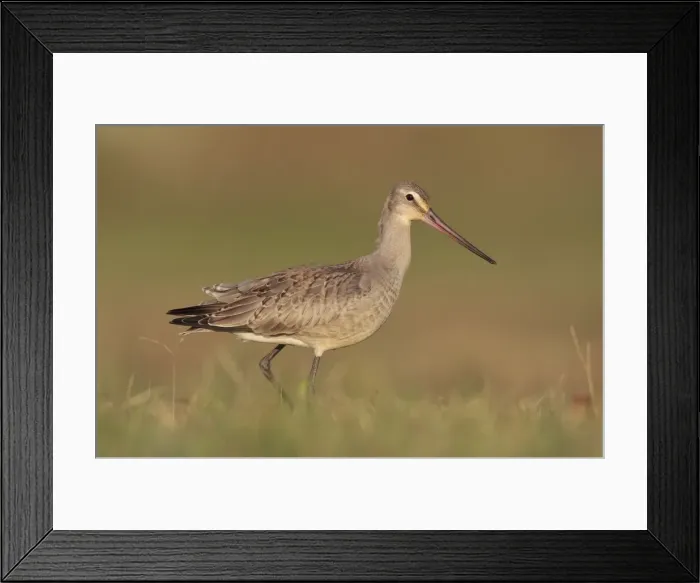 Framed Print : Picture No. 10878227 Framed Print : Picture No. 10878227