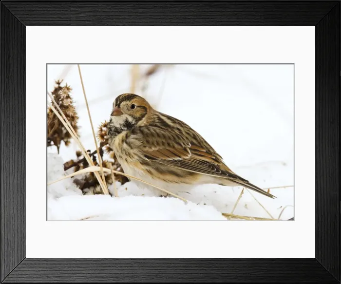 Framed Print : Picture No. 10878228 Framed Print : Picture No. 10878228