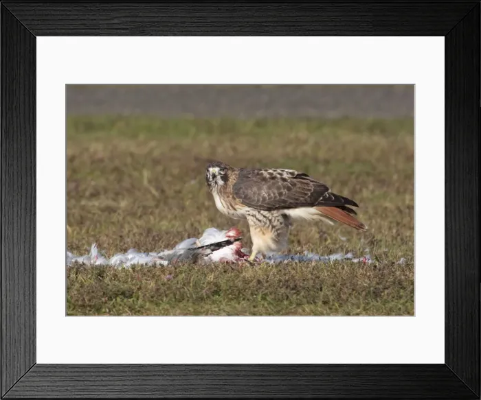 Framed Print : Picture No. 10878279 Framed Print : Picture No. 10878279