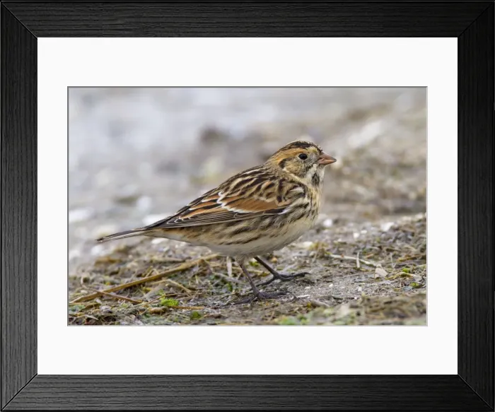 Framed Print : Picture No. 10878229 Framed Print : Picture No. 10878229