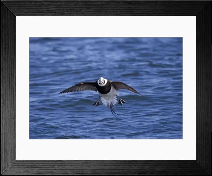 Framed Print : Picture No. 10878231 Framed Print : Picture No. 10878231
