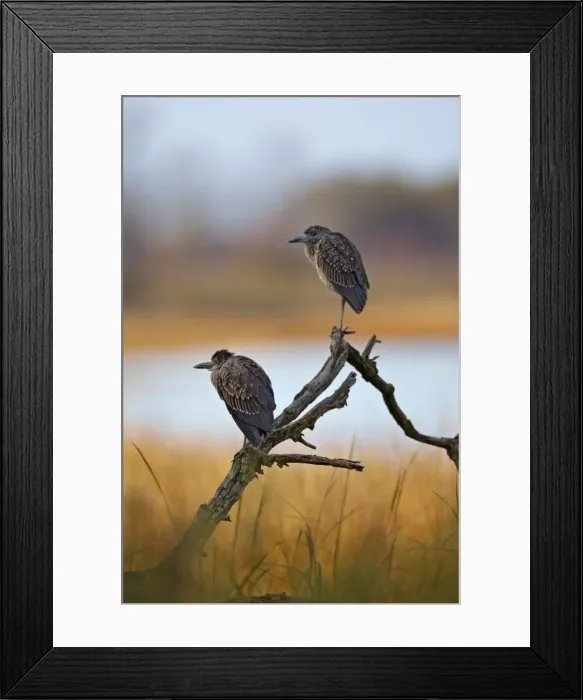 Framed Print : Picture No. 10878298 Framed Print : Picture No. 10878298