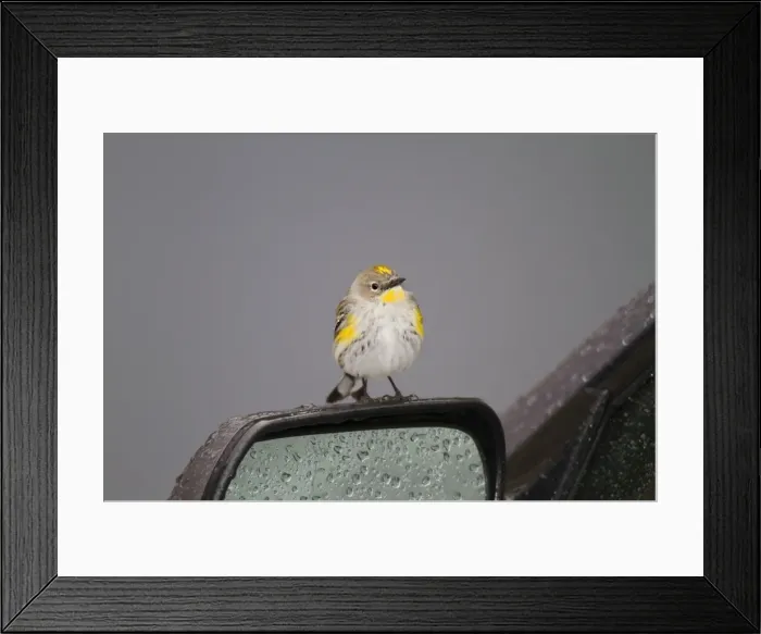 Framed Print : Picture No. 10878299 Framed Print : Picture No. 10878299