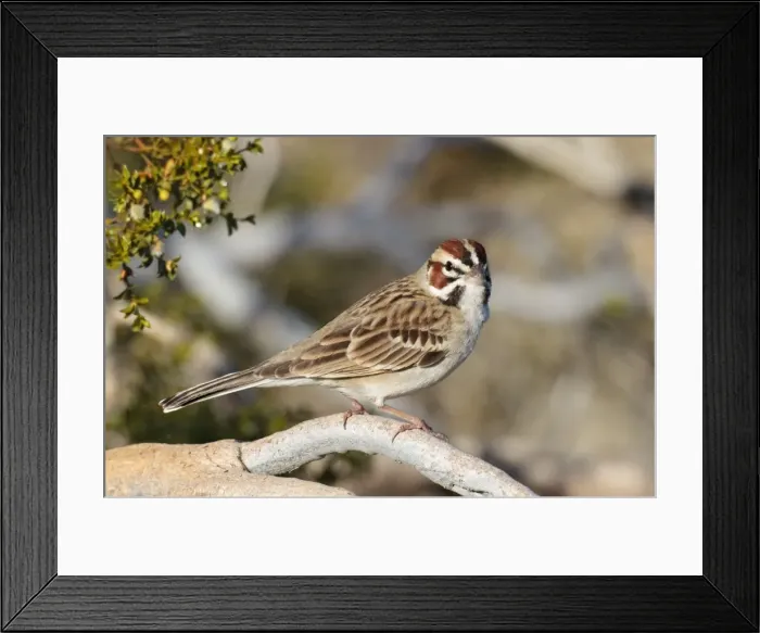Framed Print : Picture No. 10878230 Framed Print : Picture No. 10878230