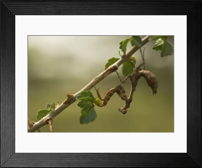 Framed Print : Picture No. 10878352 Framed Print : Picture No. 10878352
