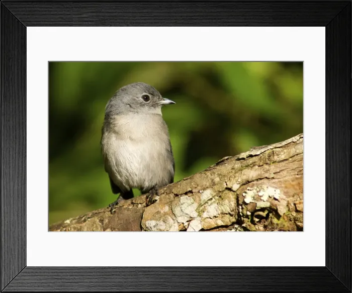 Framed Print : Picture No. 10878383 Framed Print : Picture No. 10878383