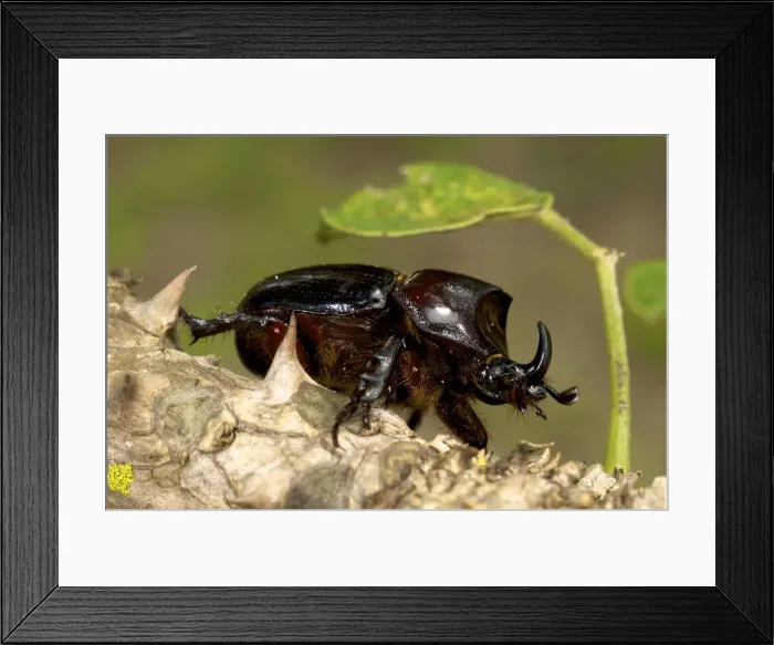 Framed Print : Picture No. 10878335 Framed Print : Picture No. 10878335