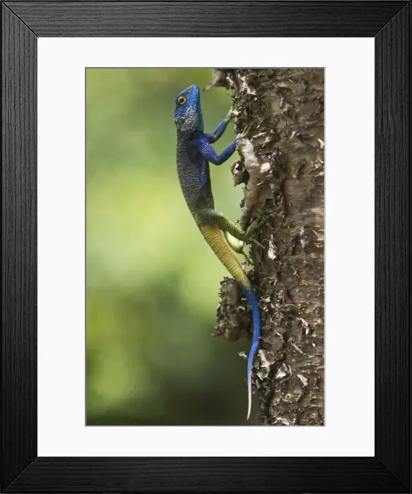 Framed Print : Picture No. 10878386 Framed Print : Picture No. 10878386