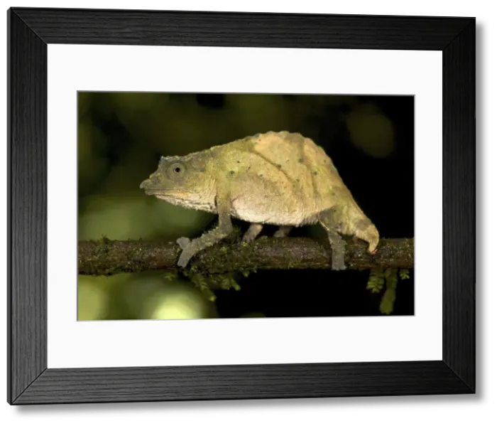 Framed Print : Picture No. 10878385 Framed Print : Picture No. 10878385
