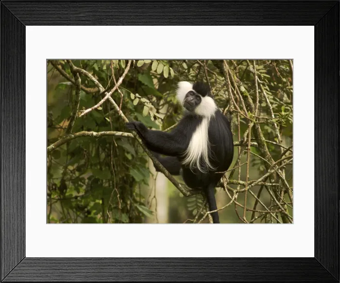Framed Print : Picture No. 10878382