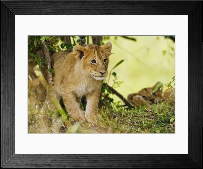 Framed Print : Picture No. 10899680 Framed Print : Picture No. 10899680