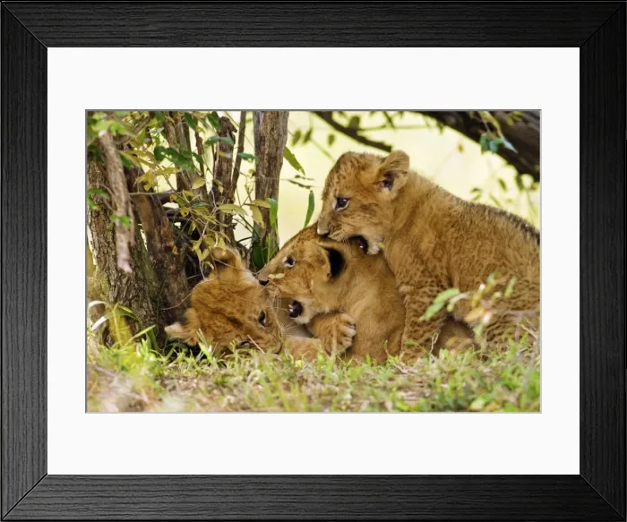 Framed Print : Picture No. 10899677 Framed Print : Picture No. 10899677