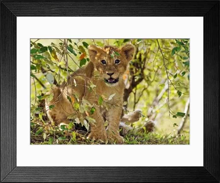 Framed Print : Picture No. 10899682 Framed Print : Picture No. 10899682