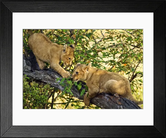 Framed Print : Picture No. 10899688 Framed Print : Picture No. 10899688