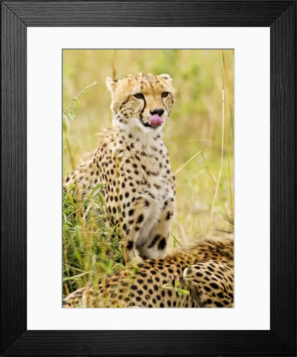 Framed Print : Picture No. 10899685 Framed Print : Picture No. 10899685