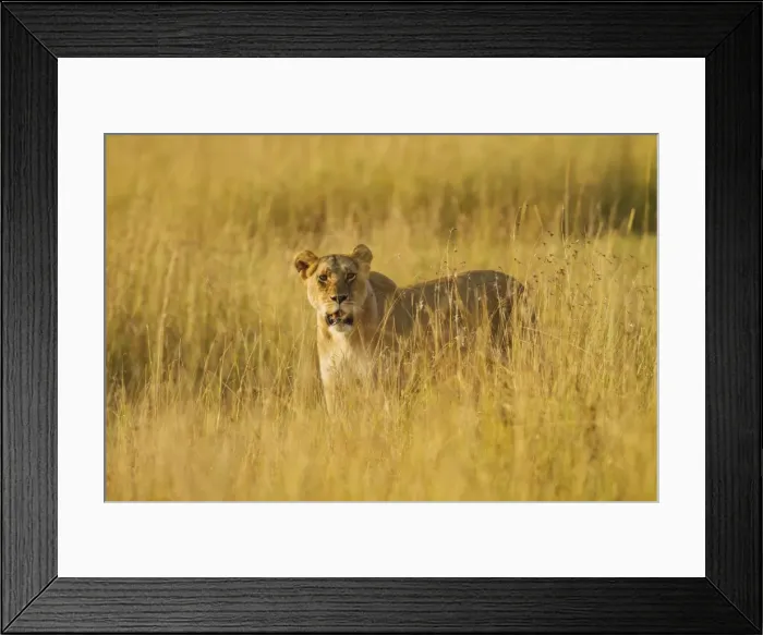 Framed Print : Picture No. 10899690 Framed Print : Picture No. 10899690