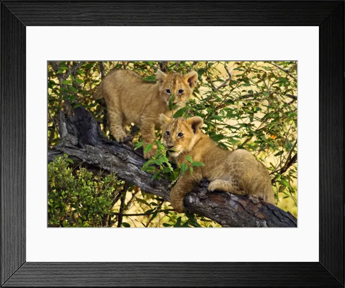 Framed Print : Picture No. 10899689 Framed Print : Picture No. 10899689