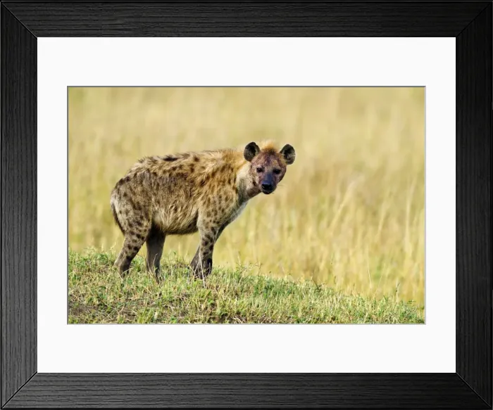 Framed Print : Picture No. 10899694 Framed Print : Picture No. 10899694