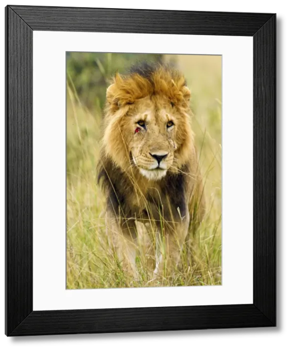 Framed Print : Picture No. 10899687