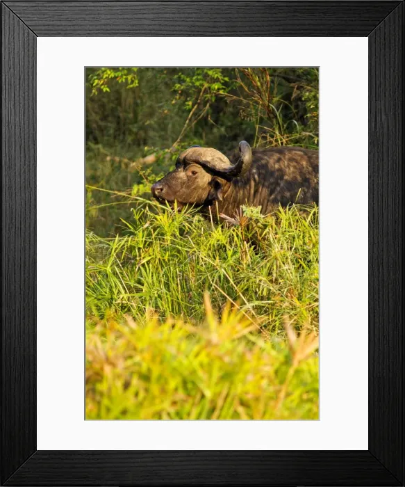 Framed Print : Picture No. 10899695 Framed Print : Picture No. 10899695