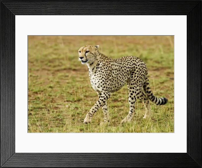Framed Print : Picture No. 10899692 Framed Print : Picture No. 10899692