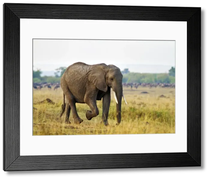 Framed Print : Picture No. 10899699