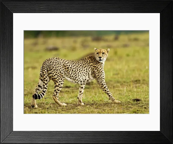 Framed Print : Picture No. 10899693 Framed Print : Picture No. 10899693