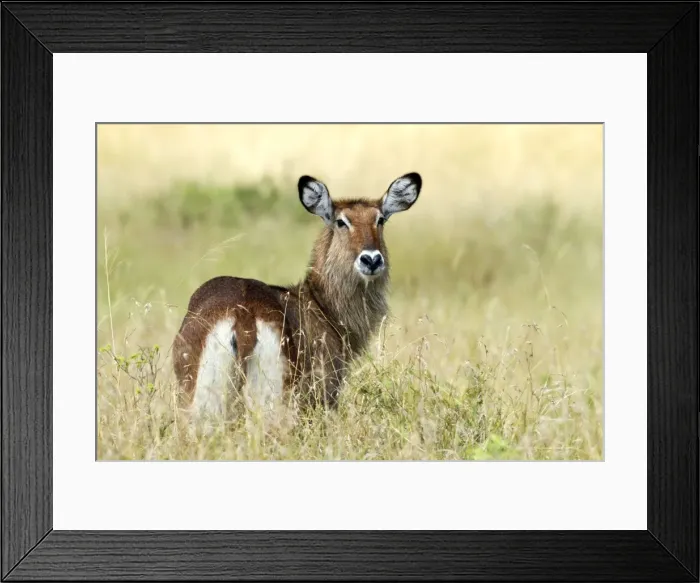 Framed Print : Picture No. 10899700 Framed Print : Picture No. 10899700