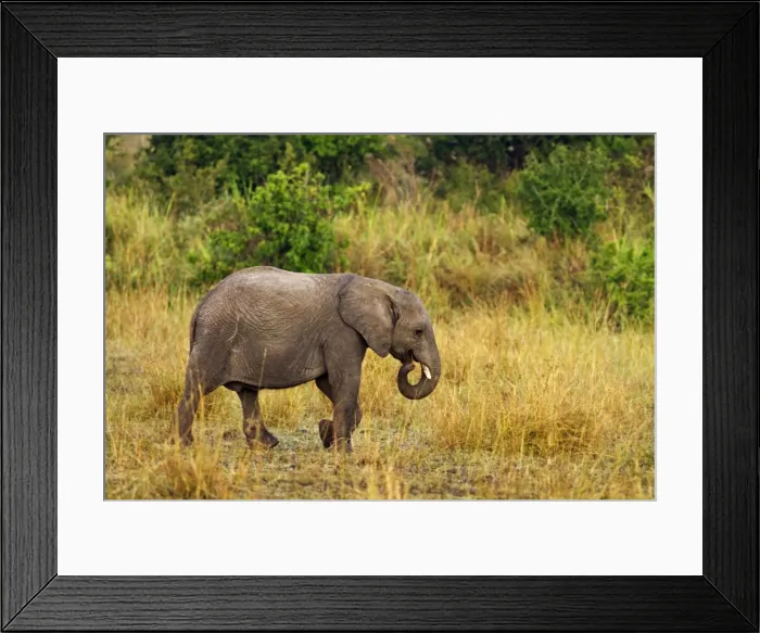 Framed Print : Picture No. 10899696 Framed Print : Picture No. 10899696