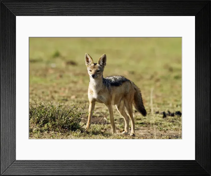 Framed Print : Picture No. 10899703