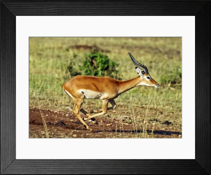 Framed Print : Picture No. 10899704 Framed Print : Picture No. 10899704