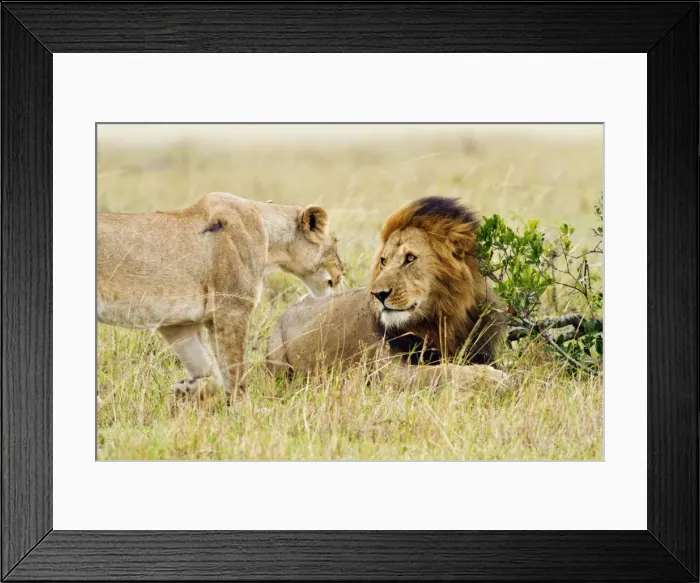 Framed Print : Picture No. 10899707 Framed Print : Picture No. 10899707