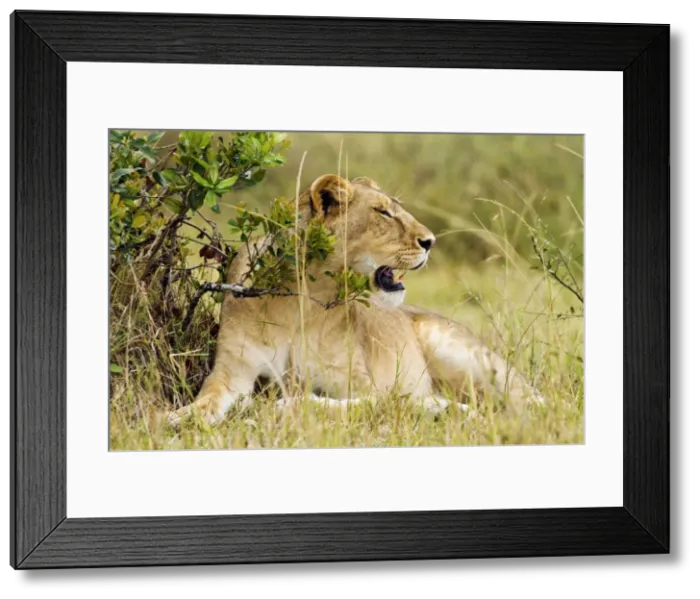 Framed Print : Picture No. 10899709 Framed Print : Picture No. 10899709