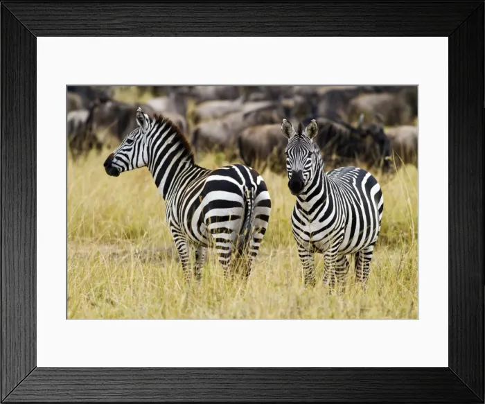 Framed Print : Picture No. 10899711