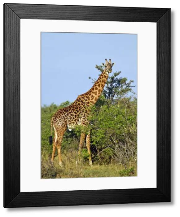 Framed Print : Picture No. 10899705 Framed Print : Picture No. 10899705