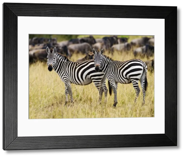 Framed Print : Picture No. 10899710 Framed Print : Picture No. 10899710