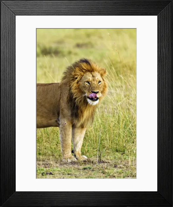 Framed Print : Picture No. 10899716 Framed Print : Picture No. 10899716