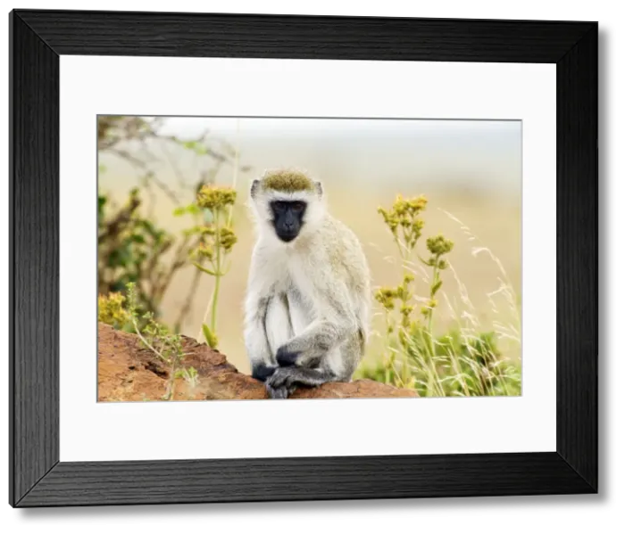 Framed Print : Picture No. 10899715 Framed Print : Picture No. 10899715