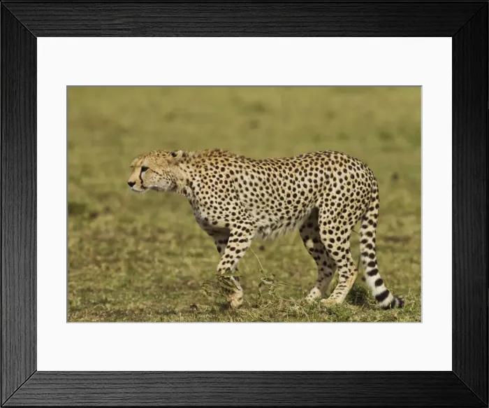 Framed Print : Picture No. 10899714