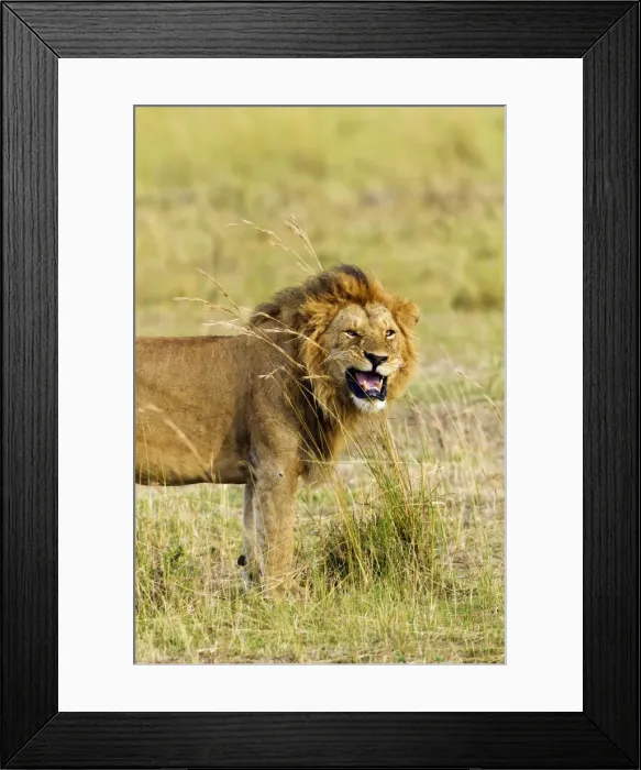 Framed Print : Picture No. 10899717 Framed Print : Picture No. 10899717