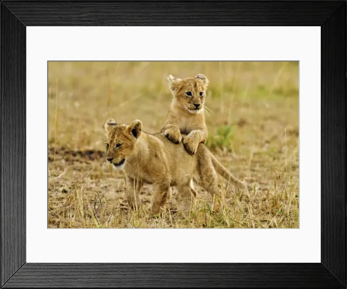 Framed Print : Picture No. 10899721 Framed Print : Picture No. 10899721