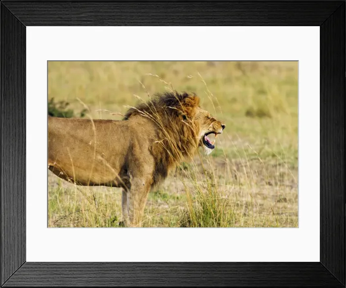 Framed Print : Picture No. 10899718 Framed Print : Picture No. 10899718