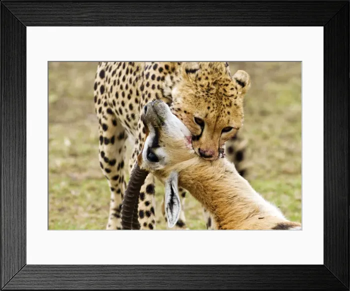 Framed Print : Picture No. 10899724 Framed Print : Picture No. 10899724