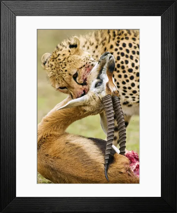 Framed Print : Picture No. 10899725 Framed Print : Picture No. 10899725
