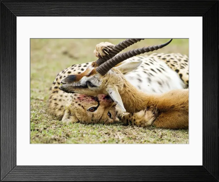Framed Print : Picture No. 10899726 Framed Print : Picture No. 10899726